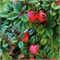 Стрейбс Файндлинг (Cotoneaster prostratus Streib's Findling) 3850