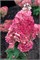 Строуберри Блоссом , Living® (Европа) (Hydrangea paniculata Strawberry Blossom) 3857