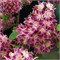 Строуберри Филдс (Deutzia hybrida Strawberry Fields) 3858