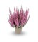 Тамира (Calluna vulgaris Tamira) 3871