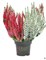 Твин (Сабелла-Вива) (Calluna vulgaris Twin (Sabella-Viva)) 3875