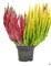 Твин (Сабелла-Майями) (Calluna vulgaris Twin (Sabella-Miami)) 3876