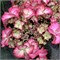 Тиффани Пинк (Hydrangea macrophylla Tiffany pink) 3891
