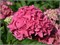 Товелит (Hydrangea macrophylla Tovelit) 3892