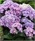 Тугезе (Hydrangea macrophylla Together) 3904
