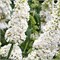 Уайт Профьюжн (Buddleja davidii White Profusion) 3907