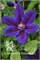 Уальдфайр (Clematis Wildfire) 3909