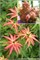 Уилсонс Пинк Дварф (Acer palmatum Wilson's Pink Dwarf) 3910