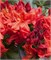 Файрбол (Azalea Knapp Hill hybrid Fireball) 3915