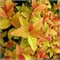 Файрлайт (Spiraea japonica Firelight) 3918