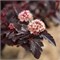 Файрсайд (Physocarpus opulifolius Fireside) 3919