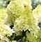 Фантом (Hydrangea paniculata Phantom) 3922