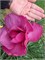 Феликс (Magnolia Felix) 3935