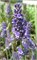 Феноменал (Lavandula intermedia Phenomenal) 3936
