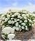 ФлауэрВОУ (First Editions®) (Hydrangea arborescens FlowerWOW First Editions®) 3952