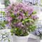 Флауэрфеста Пинк (Syringa meyeri Flowerfesta pink) 3953