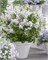 Флауэрфеста Уайт (Syringa meyeri Flowerfesta white) 3955