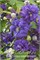 Флорал Данс (Clematis Floral Dance) 3959