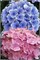 Флорентина (Hydrangea macrophylla Florentina) 3961