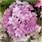 Флория (Hydrangea macrophylla Floria) 3964
