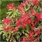 Флэминг Сильвер (Pieris japonica Flaming Silver) 3965