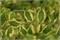 Фолис Вариегатис (Symphoricarpos orbiculatus Foliis Variegatis ) 3967