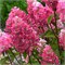 Фрамбуазин (Hydrangea paniculata Framboisine) 3968