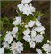 Фрости Морн (Philadelphus Frosty Morn) 3975
