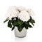 Хай Вейв Уайт (Hydrangea macrophylla Hi Wave White) 3979
