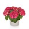Хай Вулкано (Hydrangea macrophylla Hi Vulcano) 3981