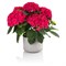 Хай Марс (Hydrangea macrophylla Hi Mars) 3984