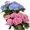 Хай Ривер (Hydrangea macrophylla Hi River) 3985