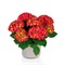 Хай Торнадо (Hydrangea macrophylla Hi Tornado) 3987