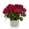 Хай Файр (Hydrangea macrophylla Hi Fire) 3989