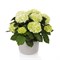 Хай Хейлстоун (Hydrangea macrophylla Hi Hailstone) 3992