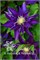 Хакуоокан (Clematis Hakuookan) 3993