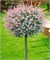 Хакуро Нишики (Salix integra Hakuro-nishiki) 3996