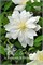 Халина Нолл (Clematis Halina Noll) 3998