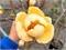Хани Тюлип (Magnolia Honey Tulip) 4001