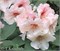 Хания (Rhododendron Hania) 4002