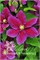 Ханья (Clematis Hania) 4003
