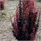 Хелмонд Пиллар (Berberis thunbergii Helmond Pillar) 4006