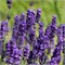Хидкот (Lavandula angustifolia Hidcote) 4012