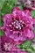 Хот Киссес (Clematis Hot Kisses) 4027