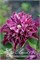 Хот Лов (Clematis Hot Love) 4029