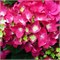 Хот Ред (Hydrangea macrophylla Hot Red) 4031