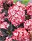 Чоко Блэк Вельвет (Hydrangea serrata Choco Black Velvet) 4045