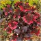 Чоко Черри (Hydrangea serrata Choco Cherry) 4047