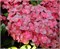 Чоколейт (Hydrangea macrophylla Chocolate) 4049