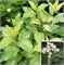Шикоку Флэш (Hydrangea paniculata Shikoku Flash) 4053